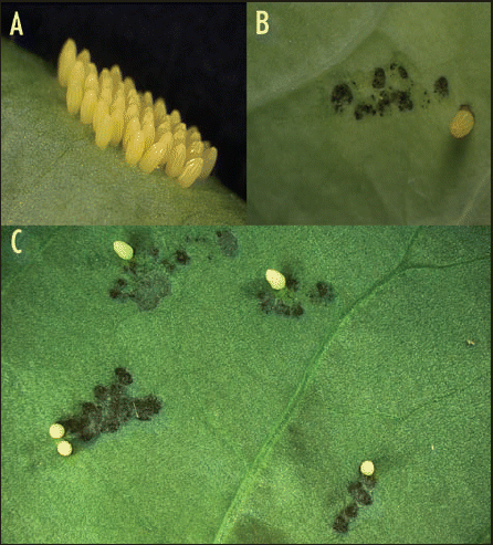 Figure 1 Egg mass of Pieris brassicae laid on a Brassica oleracea leaf (A and B) and on an Eruca sativa leaf (C). Necrotic zones at the base of the eggs are clearly visible three to four days after oviposition (B and C); most eggs were removed for better visualization.