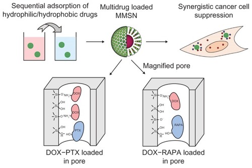 Figure 1 The representative scheme of loading multidrugs in MMSNs. The multidrug-loaded MMSNs were prepared by a sequential adsorption procedure, and induced synergistic cancer cell suppression. DOX adsorb on MMSNs via electrostatic attraction, while PTX and RAPA through hydrogen bond or polar interactions. The adsorption of drugs was affected by each other.Abbreviations: DOX, doxorubicin; MMSNs, magnetic mesoporous silica nanoparticles; PTX, paclitaxel; RAPA, rapamycin.