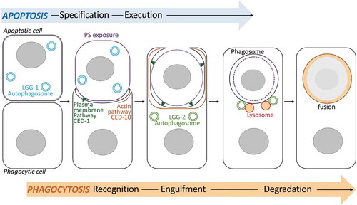 Figure 7. Schematic model of the dual role of autophagy during phagocytosis of apoptotic cells. The model illustrates the involvement of lgg-1 and lgg-2-positive autophagosomes during the phagocytosis of asc in C. elegans embryos. lgg-1 is enriched in the apoptotic cell and is involved in the exposition of PS at the plasma membrane. In the phagocytic cell, lgg-2 autophagosomes are implicated in the fusion between the phagosome and lysosomes to allow efficient AC clearance.