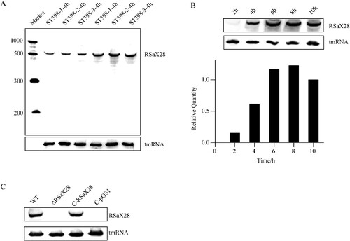 Figure 3. RSaX28 transcribed with a growth phase-dependent pattern in ST398 clinical isolates. (A) Northern blot analysis of RSaX28 and the internal control tmRNA in the mid-log growth phase (4 h) and stationary phase (8 h) of three ST398 strains with biotin labelling markers of 200, 300, 500 and 1000nt on the left panel. (B) Northern blot analysis of RSaX28 and the internal control tmRNA in different growth stages of the ST398 strain, and the relative quantity is shown in the down panel. The relative quantity is the ratio of the integrated density of the RSaX28 band to the integrated density of tmRNA band. (C) Northern blot analysis of RSaX28 and the internal control tmRNA in the wide-type ST398 strain, ΔRsaX28, C-RSaX28 and C-pOS1 mutants in the stationary phase (8 h).