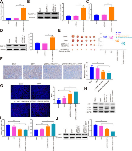Figure 8 RASSF1A inhibits tumor growth and increases chemosensitivity in vivo.