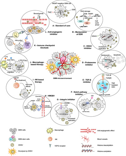 Figure 3 oHSV-based combination therapies for GBM. This figure represents strategies to combine oHSV with different anti-cancer therapies for GBM treatment. (A) oHSV can be synergistically combined with TMZ, a DNA-alkylating agent and an immunomodulator, to induce DNA damage response in MGMT-negative GBM cells. (B) oHSV replication promotes degradation of Rad51 and Chk1 whose functions are important for SSB repair mechanism. Inhibition of PARP in DNA-damaged cells facilitates the conversion of SSB to DSB. The combination of oHSV and PAPRi synergistically induces cell cycle arrest in GBM. (C) HDAC is an enzyme that controls cancer cell survival/progression and upregulates IFN genes. Treatment with HDAC inhibitors prior to oHSV infection inhibits induction of anti-viral IFN genes, resulting in increased transcription of viral genes and improved virus replication. (D) Bortezomib is a proteasome inhibitor, which induces unfolded protein response (UPR), characterized by induction of heat-shock proteins (HSP) 40, 70 and 90, and ER stress in cancercells. Bortezomib-induced ER stress and UPR significantly enhance oHSV replication and synergistic killing of GBM cells. (E) TGF-β plays a critical role in GBM pathogenesis and in maintaining the stemness of GSCs. In TMZ-resistant GSC model, the combination of oHSV and TGF-βi synergistically kills TMZ-resistant recurrent GSCs, increases oHSV replication and induces JNK-MAPK signaling blockade, and eventually inhibits tumor progression. (F) oHSV infection of tumor cells leads to activation of notch signaling in adjacent non-infected tumor cells. Notch signaling pathway plays a critical role in cell-cell interaction and viral spread. Inhibition of notch signaling pathway such as GSI results in increased killing of GBM cells after oHSV therapy. (G) ITGB1, also referred as CD29, plays a critical role in tumor cell proliferation and progression. OS2966 (a humanized CD29 blocking antibody) blocks CD29, reduces the expression of anti-viral genes (IFNα, IFNβ, Stat1, OAS1, OAS2, IRF3, IRF9, and PKR), suppresses oHSV-induced macrophage activation, resulting in enhanced oHSV replication and oncolysis. (H) GBM cells that are infected by oHSV upregulate HMGB1. HMGB1 causes upregulation of ICAM and VCAM, increases vascular permeability and PMBC infiltration to the tumor, leading to edema that might cause CNS injuries. Thus, combination of anti-HMGB1 and oHSV increases survival by reducing brain injuries. (I) Recruitment of NKs after oHSV administration can limit oHSV replication and oHSV-mediated anti-tumor efficacy. Transient inhibition of anti-viral effects of NKs by TGF-β inhibitors enhances viral replication and viral yield. (J) Similarly, transient blockade of TNFα, produced from anti-viral macrophages, by TNFα blocking antibodies or inhibition of STAT1/3 phosphorylation by C16 enhances oHSV replication. In addition, virus-infected cells upregulate CCN1, which in turn activates an intracellular type I IFN response and increases infiltration of macrophages to the site of infection. Treatment with anti-CCN1 reduces virus clearance by macrophages, resulting in better anti-tumor efficacy. (K) Administration of immune checkpoint blockade such as anti-PD-1, anti-PD-L1, anti-CTLA4 prevents T cell exhaustion and enhances oHSV-mediated-anti-tumor immunity. (L) Bevacizumab binds to VEGF, reduces tumor vascularization, decreases vascular permeability, and inhibits tumor growth; however, it also induces tumor cell invasion. An oHSV expressing anti-angiogenic vasculostatin that contains an integrin-antagonizing RGD (Arg-Gly-Asp) motif significantly inhibits glioma cell migration/invasion following bevacizumab treatment, leading to a significant extension of survival compared to bevacizumab monotherapy.