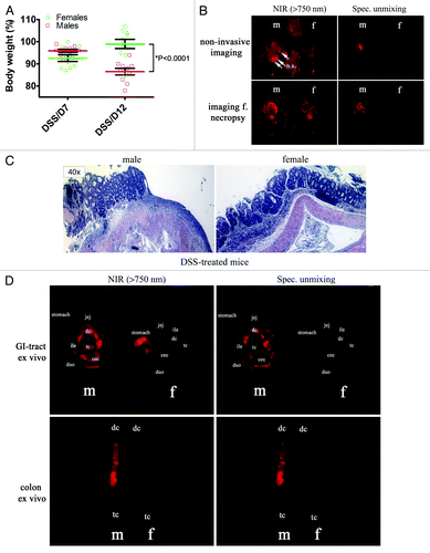 Figure 2. Whole-body non-invasive NIR optical imaging confirms DSS-induced IBD in mice injected with ProSense680. (A) Statistically significant differences in body weight between female and male C57BL/6J mice subjected DSS-induced IBD and/or non-invasive NIR-optical imaging (P < 0.0001, 2-way ANOVA). (B) NIR optical imaging (“non-invasive” and concomitant with necropsy) of female (f) and male (m) mice injected with ProSense680 reveals increased unmixed signals from male mice subjected to DSS (2% w/v) in the drinking water consistent with increased epithelial atrophy and inflammation in males compared to females as detected by H/E (C). Representative images are shown. (D) Ex vivo NIR imaging of “swiss-rolled” small intestines and colons from female and male mice with DSS-induced IBD. Duo, duodenum; jej, jejunum; ile,ileum; dc, descending colon; tc, transcending colon; ccc, cecum.
