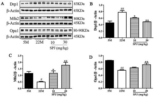 Figure 4. SPJ improved impaired mitochondrial dynamics in aging rats. (A) Representative immunoblot bands of Drp1, Mfn2, and Opa1. (B, C, D) Quantification of Drp1/β-Actin ratio, Mfn2/β-Actin ratio, and Opa1/β-Actin ratio. Values are expressed as mean ± SEM, n = 4. #p < 0.05; ##p < 0.01 vs. 5 M; *p < 0.05; **p < 0.01 vs. 22 M.