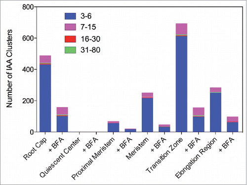 Figure 2. Quantification of gold particle distributions in root apex zones using the monoclonal IAA antibody.