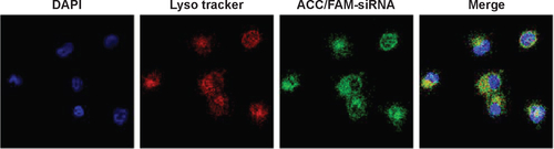 Figure S1 Intracellular distribution of ACC/CaIP6/FAM-siAKT1 in MCF-7 cells was analyzed by confocal laser scanning microscopy after incubation for 8 hours. Lysosomes were stained with Lyso Tracker Red, a percentage of the fluorescence of FAM-siAKT (green) did not overlap with the fluorescence of lysosomes (red), indicating successful escape of the FAM-siRNA from the lysosomes to the cytoplasm.Abbreviations: ACC/CaIP6, amorphous calcium carbonate hybrid nanospheres functionalized with a Ca(II)-inositol hexakisphosphate compound; FAM-siAKT1, fluorescein-labeled AKT1-specific small interfering RNA.