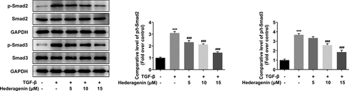Figure 4. The effect of HE on the downstream proteins of TGF-β in TGF-β-induced NRK-49 F cells. ***P < 0.001 versus TGF-β. ###P < 0.001 versus TGF-β + Hederagenin. Representative images of western blot assay. Each experiment was repeated at least three times.