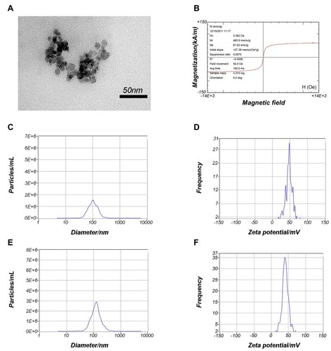 Figure 2 Characterization of PEI-SPIONs.Notes: (A) TEM analysis of PEI-SPIONs. (B) Magnetization parameters of PEI-SPIONs. (C) Overall distribution of PEI-SPIONs sizes. (D) Zeta potential of PEI-SPIONs. (E) Overall distribution of PEI-SPIONs/ChABC complex sizes. (F) Zeta potential of the PEI-SPIONs/ChABC complex.Abbreviations: avg, average; PEI-SPIONs, polyethylenimine-coated superparamagnetic iron oxide nanoparticles; TEM, transmission electron microscopy