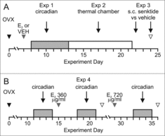 Figure 2. Protocols of Exp. 1–3 (A) and Exp. 4 (B). A, Mice were ovariectomized (OVX) and one week later received s.c. capsules containing 180 µg/mL E2 or vehicle. Circadian rhythms of TCORE, TSKIN and activity were recorded over a 5 day period with mice in their home cages. From days 13–21, the mice were exposed to various TAMBIENT in an environmental chamber. The next day, mice were injected s.c. with either senktide or vehicle. Mice received a second injection two days later in a crossover design. B, Protocol of Exp. 4. Ten mice were OVX and 15 days later implanted with s.c. capsules containing 360 µg/mL E2. The capsules were removed after 7 days and after a wash out period, the mice were implanted with capsules containing 720 µg/mL E2. Circadian rhythms of TCORE, TSKIN and activity were recorded for 3 day intervals in the animals home cages (grey bars). Black arrowheads, OVX; grey arrowheads, capsule implants; open arrowheads, blood sample collection. E2, 17β-estradiol; OVX, ovariectomized; VEH, vehicle.