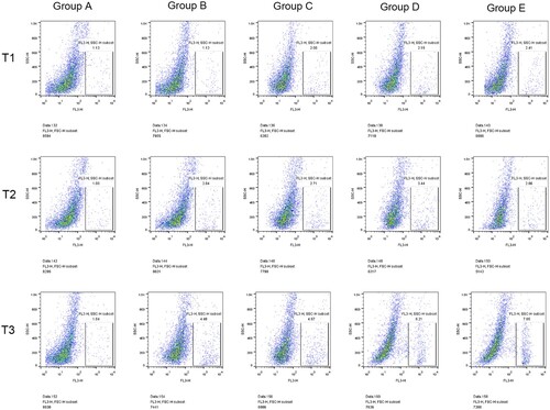 Figure 1. Comparison of percentage of CD34+ cells at different time among all groups. Note: T1: Percentage of CD34+ cells in different groups of rabbits before surgery; T2: Percentage of CD34+ cells in different groups 6 h after surgery; T3: Percentage of CD34+ cells in different groups 24 h after surgery; Group A: No treatment was taken after the rabbits were anaesthesia; Group B:After the rabbits were anaesthesia, the left lateral lobe of the liver was surgically resected under open abdomen, and the blood volume was supplemented by infusion of sodium lactate Ringer's solution without transfusion; Group C:10% of rabbit whole blood was collected and stored one week before surgery. Then the left lateral lobe of liver was surgically removed, and the blood volume was supplemented by infusion of sodium lactate Ringer's solution without transfusion; Group D: 10% of rabbit whole blood was collected and stored one week before surgery. The left lateral lobe of liver was surgically removed, and the stored autologous whole blood was transfused back during the operation; Group E: 10% of rabbit whole blood was collected one week before surgery and made into suspended red blood cells for storage. One week later, the left lateral lobe of the liver was surgically removed and the stored autored blood cells were transfused back during the operation.