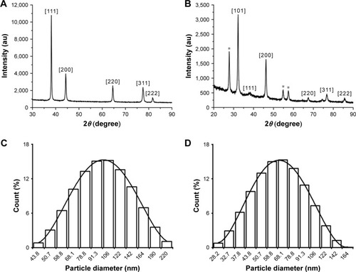 Figure 4 XRD and DLS analyses of NPs.Notes: XRD patterns of the purified Drp-AuNPs (A) and Drp-AgNPs (B). The distribution of hydrodynamic diameter of Drp-AuNPs (C) and Drp-AgNPs (D) measured by DLS at 25°C, pH 7.0. *The unidentified peaks at 27.78°, 54.86° and 57.42°.Abbreviations: XRD, X-ray diffraction; DLS, dynamic light scattering; NP, nanoparticle; Drp-AuNP, D. radiodurans protein extract-mediated gold nanoparticle; Drp-AgNP, D. radiodurans protein extract-mediated silver nanoparticle; au, atomic unit; D. radiodurans, Deinococcus radiodurans.