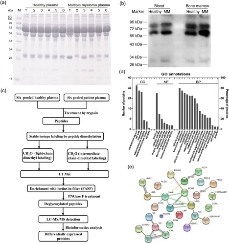 Figure 1. Changes of glycosylation modification in MM patients, and identification of the differentially expressed proteins with quantitative proteomics. (a) 12% SDS-PAGE was used to detect the protein expression in plasma of controls and MM patients. (b) The changes of glycosylation levels in peripheral blood and bone marrow were detected by lectin-blot. The membrane was incubated with AANL6 (0.5 μg/mL) at RT for 1 h, and washed with 0.3% TBST for six times, then the membrane was probed with rabbit polyclonal antibodies against AANL6 (1:10000) at RT for 1 h. (c) Workflow of identification by LC-MS/MS. The proteins from 6 mixed plasma samples of control subjects and 6 mixed plasma samples of MM patients were treated via precipitation, resuspension, reduction in 10 mM DTT and alkylated by 40 mM iodoacetamide, and finally digested and digested with 2 μg/μL trypsin (Mass spectrometry grade, Promega) for overnight, respectively. 2 mg of the desalted peptides from the control subjects and the MM patients were labelled with dimethyl reagents, and mixed. The labelled peptides were incubated with AANL6 for 3.5 h, the lectin-bound glycosylated peptides were digested with PNGase F for 2.5 h at 37°C. Finally, the deglycosylated peptides were collected and desalted, then dried for LC-MS/MS with a quadrupole TOF LC-MS/MS mass spectrometer (Triple TOF 5600, AB Sciex Instruments). (d) The differentially expressed proteins were analysed by GO annotation using BGI WEGO website (http://wego.genomics.org.cn). CC, cellular component; MF, molecular function; BP, biological process. (e) Protein–protein interaction network was analysed using STRING v9.1 (https://string-db.org/cgi/input.pl).