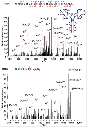 Figure 9. CID MS3 spectra of the disulfide-dissociated peptides TH41 (top) and TH36 peptides (bottom) within the CH3 domain. One or five fragment ions were missing for TH36 or TH41 to achieve a CID MS3 sequence coverage of 100%. Both C376 (H) and C434 (H) residues were identified by high confidence, and thus the location of disulfide linkages were unambiguously identified.