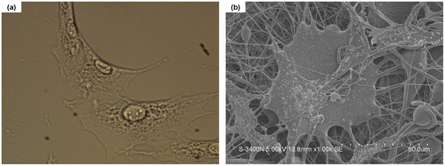 Figure 3. Images of NPs and NFs with cultured MSCs cells. The culture time is 3 days. (a) mPEG-PLA NPs with living cells and (b) mPEG-PLA NFs with living cells.