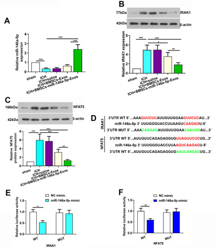 Figure 7 IRAK1 and NFAT5 were target genes of miR-146a-5p. (A) Expression level of miR-146a-5p in the brain tissue of rats. (B and C) Expression level of IRAK1 and NFAT5 protein in the brain tissue of rats. (D) A photograph depicted targeting sites of miR-146a-5p on IRAK1 and NFAT5 mRNA. (E and F) Dual-luciferase assay was performed to test binding between miR-146a-5p/IRAK1 and miR-146a-5p/NFAT5. The data for the expression of miR-146a-5p, IRAK1 and NFAT5 protein were derived from six rats in each group. The data are presented as the mean ± SD, *p < 0.05, **p < 0.01, ***p < 0.001.