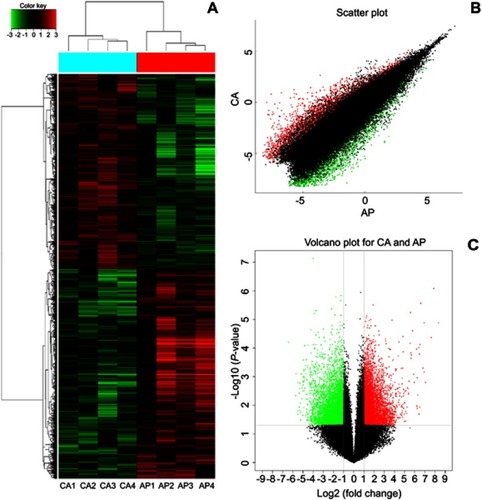 Figure 1 Identification of the differentially expressed circRNAs between CRC tissue and adjacent. (A) The cluster graph of the samples, red is relatively high expression, blank is medium, and green is relatively low expression. CA1, CA2, CA3, and CA4 are colorectal cancer tissues, and AP1, AP2, AP3, and AP4 are corresponding adjacent normal tissue. (B) The scatter plot, the values spotted in the X and Y axes represent the normalized signals of samples in the two groups (log2-scaled). (C) The volcano plot, the Y axes is -log10 (P-values) and the X axes is log2 (fold change). Among them, the red color is the up-regulated gene, the green color is the down-regulated gene, and the black color is the no significant difference gene.