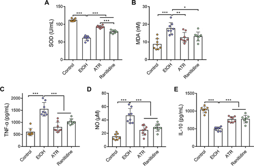 Figure 3 ATR alleviated EtOH-induced oxidative stress and inflammation. (A) SOD, (B) MDA, (C) TNF-α, (D) NO, and (E) IL-10 levels in the serum samples of the indicated groups. Data are expressed as mean ± SD (n = 8). *p < 0.05, **p < 0.01, ***p < 0.001.