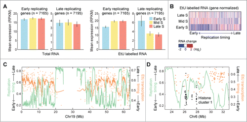 Figure 3. Relationship between replication timing and transcription during S-phase. (A) Late replicating genes on average show reduced transcription in late S-phase. Replication timing data from HeLaCitation16 was used to define sets of early and late replicating genes (lower and upper quartiles). Bars show average expression levels (+/− SEM) for these gene sets throughout S-phase. Results based on steady state RNA and EtU labeled nascent RNA are shown separately. (B) Heat map of relative EtU-based expression profiles for individual genes, ranked by their replication timing. Early replicating genes typically show lower expression levels in early compared to late S phase, and vice versa. Only expressed genes (minimum 20 reads in one time point) were considered. (C) Inverse relationship between replication and expression timing on chromosome 19. Expression patterns in S-phase were transformed into continuous scores reflecting the timing of expression (see Fig. S3 and Methods). Expression timing for individual expressed genes is shown as light orange dots, while the darker orange line shows a moving average (n = 10 genes). (D) Detailed view of replication and expression timing near the HIST1 histone cluster on chromosome 6, with histone genes indicated in black.