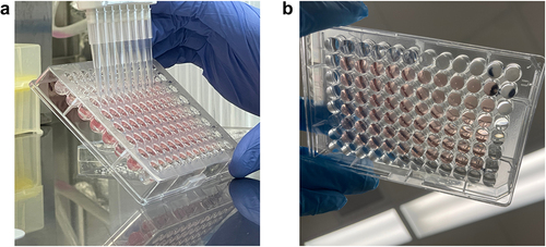 Figure 1. 96-well spheroid plate media change technique. (a) Image of correct spheroid plate media change technique, holding the plate at a 30–40° angle with the multichannel pipet tips held vertically. (b) Image highlighting the difficulty of spheroid visualization (white dots) at the bottom of the spheroid plate after 3.5 days of culture.