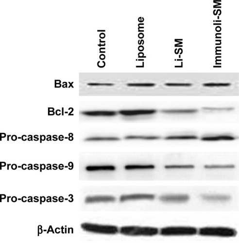 Figure 8 Western blot analysis of indicated proteins from different groups. Representative blots of three independent experiments with similar results are shown.Abbreviations: Li, liposome; SM, sodium morrhuate.