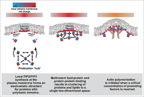 Figure 2. A simplified hypothetical model on how proteins that promote protrusion formation might be sustainably concentrated on a specific membrane domain via multivalent protein-protein and protein-membrane interactions.