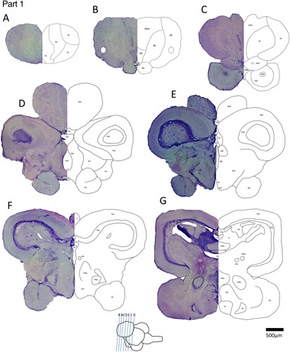 Figure 2. Part 1, Representative coronal brain sections of the spotty wrasse, rostral to caudal (A–G).