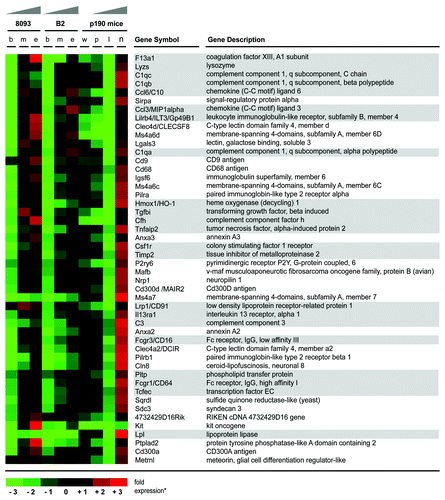 Figure 4. ALL cells in the bone marrow of BCR/ABL transgenic mice show elevated expression of genes related to inflammation during treatment with nilotinib. Gene array results of transcriptionally upregulated genes of transgenic BCR/ABL mice and, as a comparison, from the two murine BCR/ABL-positive leukemia cell lines, 8093 and B2, are shown. Up- and downregulation of gene expression during the development of EMDR to nilotinib is visualized by a heatmap (expression values are log transformed and up-/downregulation ratios are visualized by red and green color intensity, respectively). Gene array results represent the average level of gene expression from three individual experiments for the different stages during development of EMDR (ex vivo: b, untreated leukemia cells; m, mid point; e, development of nilotinib resistance/end point; in vivo: w, AA4.1+, CD19+ pro-B cells from wild type mice; p, pre-leukemic AA4.1+ CD19+ pro-B cells from BCR/ABL transgenic mice; l, AA4.1+ CD19+ pro-B cells lymphoblastic leukemia cells from transgenic mice; n, AA4.1+ CD19+ pro-B cells lymphoblastic leukemia cells from BCR/ABL mice treated for 8 d with nilotinib). Genes related to inflammation are accentuated by gray boxes.