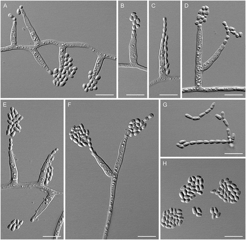 Figure 13. Cryonesomyces dreyfussii (ex-type ATCC 20133). A–F. Phialides with conidia (MLA slide culture, 13 d). G, H. Conidia (MLA slide culture, 13 d). Bars = 10 μm.