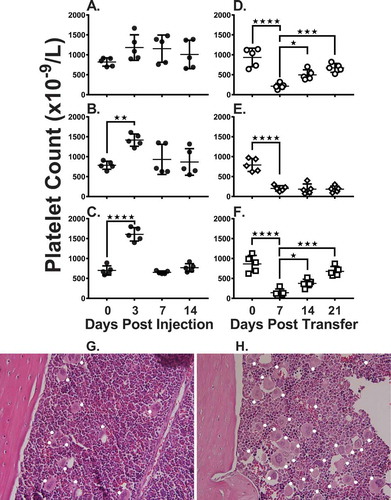 Figure 1. Murine TPO-RA significantly increases platelet counts in naive mice and in mice suffering from ITP. Naïve WT BALB/c mice were administered (A) 0.1 ug/kg, (B) 1 ug/kg or (C) 10 ug/kg murine TPO-RA subcutaneously (sc) and platelet counts were measured on days 0, 3, 7 and 14. Thrombocytopenia was assessed in irradiated SCID mice transferred with 4 × 104 splenocytes from naïve CD61-KO mice (D) or with splenocytes from CD61-KO mice immunized against WT BALB/c platelets (E) or with splenocytes from CD61-KO mice immunized against WT BALB/c platelets treated with 10 ug/kg TPO-RA sc (F). Platelet counts were evaluated on days 0, 7, 14 and 21 after splenocyte transfer. Representative bone marrow histology (H&E) of (G) a naïve mouse and (H) a TPO-RA treated mouse (10 ug/kg) at 72 hours post treatment. White solid circles in each panel mark megakaryocytes. Statistical comparisons were made using one-way ANOVA with Dunnett’s multiple comparison test comparing to day zero (panel A-C) or day seven (panel D-F). Only statistical significant comparisons of interest are shown; *: P < .05, **: P < .01, ***: P < .001, ****: P < .0001. Error bars represent standard deviations (SD).