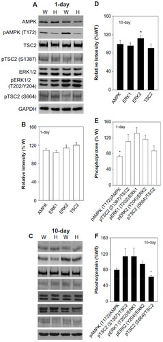 Figure 3 Protein and phosphorylation levels of AMPK and ERK1/2 signaling.