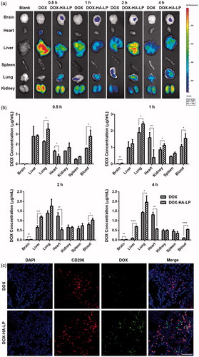 Figure 3. DOX-HA-LPs exhibit a different circulating behavior and a glioma-bearing brains concentrated capability. (a) Ex vivo images showed the drug biodistribution of DOX formulations in C6 glioma-bearing mice at 0.5, 1, 2, and 4 h after intravenous administration; (b) the mean concentrations of DOX in different tissues of C6 glioma-bearing mice after intravenous administration of DOX formulations at 0.5, 1, 2, and 4 h. Data represent mean ± SD (n = 5); (c) in vivo fluorescent microscopy images of brain sections from C6 glioma-bearing mice at 1 h post-injection of DOX and DOX-HA-LPs. TAMs were identified by CD206 marker and nuclei stained with DAPI. Scale bar, 50 μm.