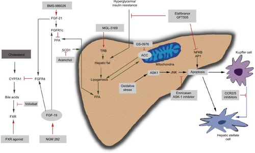 Figure 1 Mechanism of action of pharmacotherapies for NASH.