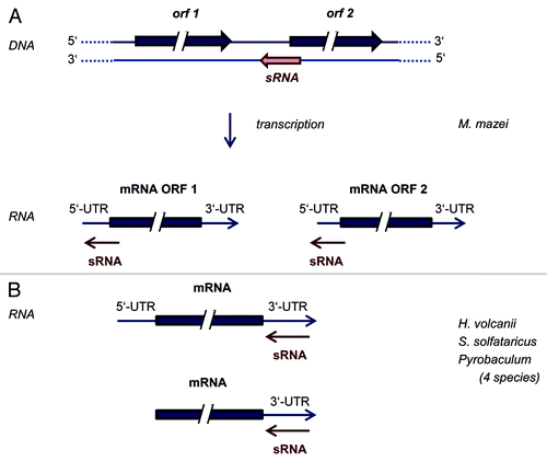 Figure 1. Modes of interactions between archaeal sRNAs and target mRNAs characterized until now. (A) A novel mode of interaction of a sRNA that acts as a cis-encoded antisense sRNA as well as a trans-encoded sRNA, in both cases interacting with the 5′-region of the target mRNA. (B) sRNAs that interact with the 3′-UTRs of target mRNAs in several species of archaea, both of leadered and of leaderless transcripts.