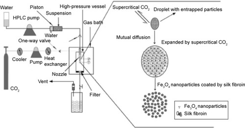 Figure 1 Schematic diagram for preparation of the Fe3O4-SF nanoparticles.Abbreviations: HPLC, high-performance liquid chromatography; SF, silk fibroin.