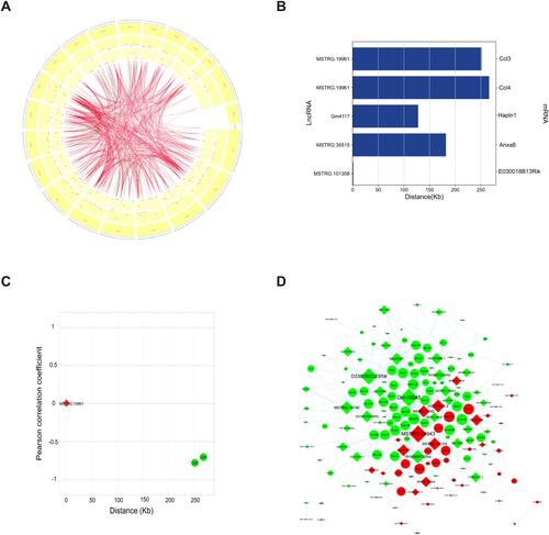 Figure 8 Cis and trans regulatory mechanism of lncRNAs. (A) The coexpressed lncRNA-mRNA pairs (PCC ≥ 0.70 and P < 0.05) are displayed by the Circos diagram. The outer ring shows the distribution of the chromosomes of the mouse; the middle circle shows the distribution of markedly differentially expressed mRNAs and the inner ring shows the distribution of differentially expressed lncRNAs. The internal lines indicate that the top 500 lncRNA-mRNA pairs. Green line indicates negative correlation and red line indicates positive correlation. (B) Five pairs of cis-regulated lncRNAs and mRNAs. Left and right of the ordinate are lncRNA and mRNA, respectively; the abscissa shows the distance between mRNA and lncRNA. (C) LncRNA MSTRG.19961 regulates Ccl3 and Ccl4 in cis. The abscissa shows the distance between the mRNA and lncRNA. The ordinate shows the PCC between the mRNA and lncRNA. (D) LncRNA-mRNA network reflected trans regulatory function of lncRNAs. Red diamond indicates upregulated lncRNA and green diamond indicates downregulated lncRNA. Red ellipse indicates upregulated mRNA and green ellipse indicates downregulated mRNA. The node size represents the number of lncRNA-mRNA pairs.