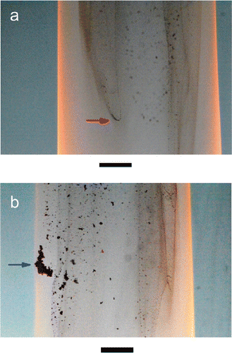 Figure 6. Photographs of the ethylene BOF. Scale bars are both 5 mm. Panel (a) shows a “dense-spot” location (indicated by the arrow) where sub-micron DLCA soot aggregates undergoes aerosol gelation. Panel (b) shows the spatial spreading out of percolates, who then participates in late-stage cluster-cluster aggregation as monomeric units. The resulting macro particle (or aggregated percolate) has a low Df (the one marked by the arrow).