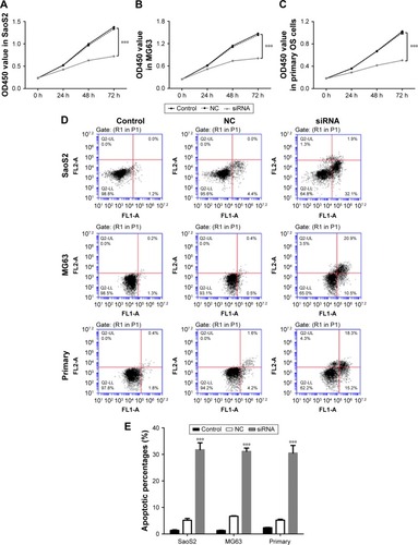 Figure 3 Depletion of HOXC10 significantly inhibited cell proliferation and induced cell apoptosis in OS cell lines.