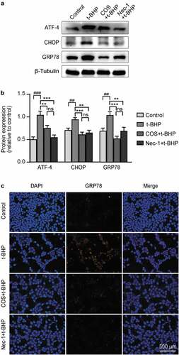 Figure 4. Effects of COS on the expression of ATF-4, chop, and GRP78 in GC-1 spg cells treated with t-BHP. (a) ATF-4, CHOP, and GRP78 expression levels in GC-1 spg cells were determined by western blot. (b) The results are presented as ATF-4/β-Tubulin, CHOP/β-Tubulin, and GRP78/β-Tubulin. The results are presented as x ± SD (n = 3). **p < .01, ***p < .001 compared with the t-BHP group; ##p < .01, ###p < .001 compared with the control group; ns indicates not statistically significant. (C) The fluorescence intensity of GRP78 was detected by immunofluorescence. Scale, 500 μm.