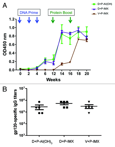 Figure 4. HIV-1 Env-specific IgG titers in rabbits immunized with DP6-001 ISCOMATRIX™ vaccine. New Zealand white rabbits (n = 5/experimental group) were primed with DP6-001 DNA and boosted with DP6-001 protein formulated with Al(OH)3 (D+P-Al[OH]3) or ISCOMATRIX™ adjuvant (D+P-IMX). As a control, rabbits were immunized with empty vector DNA prime followed by boost with the DP6-001 protein formulated with ISCOMATRIX™ adjuvant (V+P-IMX). Env-specific IgG responses were determined at different time points in pooled samples (A) and endpoint titers were determined on week 20 in individual samples (B) by ELISA. (IMX = ISCOMATRIX™ adjuvant)