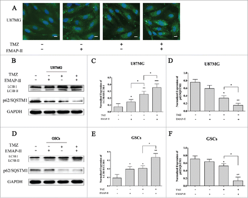 Figure 2. EMAP-II increased TMZ-induced autophagy (A) U87MG was treated with either TMZ or EMAP-II and both TMZ and EMAP-II for 72 h respectively. Expression and distribution of LC3B II were determined by immunofluorescence staining, all images were taken with exactly the same settings. Compared to the control, cells treated with either EMAP-II or TMZ both showed an obvious higher level of LC3BII expression, and cells treated with both EMAP-II and TMZ showed even higher LC3BII staining. (scale bar = 20μM). (B-D) U87MG was treated with either TMZ or EMAP-II and both TMZ and EMAP-II for 72 h. TMZ induced a higher LC3BII/LC3BIlevel than EMAP-II; Combination of TMZ and EMAP-II showed a significant elevation on LC3BII/LC3BIthan either TMZ or EMAP-II; P62/SQSTM1 was obviously inhibited by combination of TMZ and EMAP-II;(E-G) GSCs was treated with either TMZ or EMAP-II and both TMZ and EMAP-II for 72 h. The combination of TMZ and EMAP-II showed a significant elevation on LC3BII/LC3BIthan either TMZ or EMAP-II; P62/SQSTM1 was obviously inhibited by the combination of TMZ and EMAP-II; Values present means ± SD (n = 3, each). *p < 0.05, **p < 0.01, or ***p < 0.001.