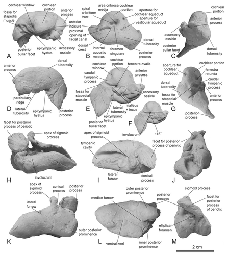 Figure 5 The left periotic (A–G) and tympanic (H­–M) bulla of the holotype of Eodelphis kabatensis (Horikawa, Citation1977), HMH 68037, whitened with ammonium chloride. A, H, medial; B, I, dorsal; C, J, anterior; D, K, lateral; E, F, L, ventral; F, M, posterior views.