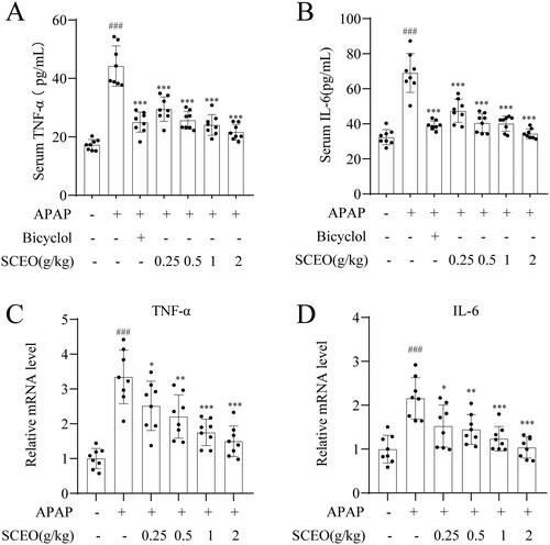 Figure 4. Pre-treatment with SCEO in preventing APAP-induced liver failure. The levels of (A) TNF-α, and (B) IL-6 in the serum were measured by ELISA kits, the hepatic mRNA expression of (C) TNF-α, and (D) IL-6 were determined by real-time PCR. Data were expressed as mean ± S.D (n = 8). ***P < 0.001 compared with the APAP group and ###P < 0.001 compared with control group.