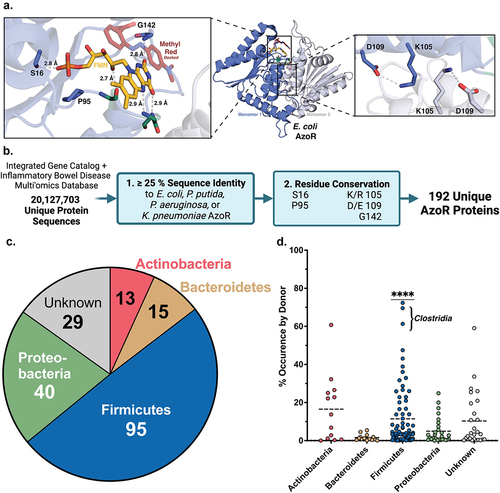 Figure 1. Structural metagenomics pipeline used to identify gut bacterial AzoR Enzymes. (a) Conserved residues (blue) used to define two-step rubric to identify AzoR proteins shown in EcAzoR (PDB: 2D5I), showing placement of FMN (yellow) and methyl red (red) docked as an example ligand. (b) Workflow of structure-guided rubric used to identify AzoR proteins across the IGC and IBDMDB. (c) Phylogenetic distribution of unique putative AzoR proteins across IGC and IBDMDB. (d) Occurrence for each AzoR sequence per Individual across IGC arranged by phyla, ****P < 0.0001 by a one sample t test comparing Firmicutes to all other groups.