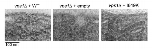 Figure 1 Transmission electron micrographs of endocytic invaginations in wild type, vps1Δ and Vps1 I649K expressing cells. Transmission electron micrographs of 40–60 nm ultrathin sections of high pressure frozen/freeze substituted whole yeast cells showing representative invaginations of the plasma membrane in cells expressing wild type vps1 (a), no vps1 (b) or expressing the I649K vps1 mutant (c). In wild type and vps1 deletion strains most invaginations vary in depth between 20–60 nm and they are never more than 100 nm. In the I649K mutant, many invaginations are in this normal range, but a significant number exceed 100 nm (c) and can be over 300 nm in depth.