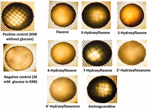 Figure 2. Digitized representative images of the bovine lenses showing effect of selected flavonoids (50 μM) on glycation-induced opacity, haziness, disruption and other morphological changes. The images of lenses were digitized after 15 days of incubation. Minimum four lenses (from two animals) were used in each set.