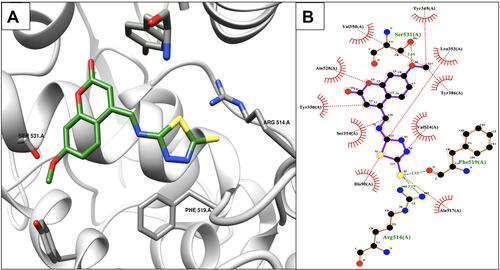 Figure 4 Binding interactions between compound 7 and COX-2 isoform. (A) Conformation of compound 7 in the receptor active pocket. (B) Demonstration of the binding interactions between compound 7 and COX-2. H-bonds, green dashed lines; receptor residues involved in hydrophobic contacts, red arcs; and ligand-protein hydrophobic interactions, red dotted lines.