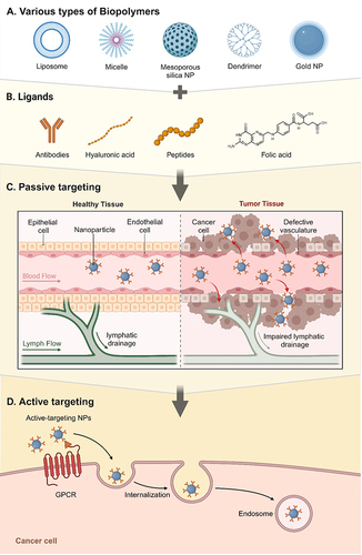 Figure 8 Overview of Biopolymer Applications in Nanomedicine for Cancer Therapy: (A) Various Types of Biopolymers: This section illustrates different biopolymer nanocarriers utilized in drug delivery systems, including Liposome, Micelle, Mesoporous silica NP, Dendrimer, and Gold NP, each with unique properties for encapsulating and delivering therapeutic agents, (B) Ligands: Depicts common ligands that can be conjugated to biopolymer nanocarriers for targeted drug delivery, including Antibodies, Hyaluronic acid, Peptides, and Folic acid. These ligands enhance the specificity of nanocarriers towards cancer cells by binding to corresponding receptors, (C) Passive Targeting: Illustrates the concept of passive targeting where nanoparticles accumulate in tumor tissue more than in healthy tissue due to the Enhanced Permeability and Retention (EPR) effect. This effect is facilitated by the defective vasculature and impaired lymphatic drainage in tumor tissue, allowing nanoparticles to passively target and treat cancer cells; (D) Active Targeting: Shows the mechanism of active targeting, where nanoparticles are designed to specifically bind to receptors on cancer cells (eg, GPCR). Upon binding, the nanoparticles are internalized into the cancer cells, allowing for the direct delivery of therapeutic agents into the target cells. This method increases the efficacy and specificity of cancer treatment by ensuring that the drug directly reaches the cancerous cells while minimizing exposure to healthy cells.Citation15 (Created with BioRender.com).