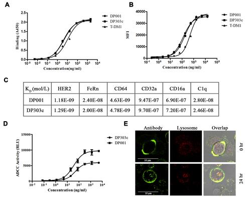 Figure 2 Binding activity, endocytosis, and ADCC activity of DP303c. (A) ELISA-based binding assay for the affinity with HER2 ECD (EC50 value of DP001, DP303c, and T-DM1 was 4.1 ng/mL, 4.5 ng/mL, and 10.5 ng/mL, accordingly). (B) Cell-based binding assay for the affinity with SK-BR-3 cells (EC50 value of DP001, DP303c, and T-DM1 was 124.6 ng/mL, 132.5 ng/mL, and 345.2 ng/mL, respectively). (C) The binding affinity of DP001 and DP303c with human HER2, FcRn, CD64, CD32a, CD16a, and C1q, was evaluated by Octet. (D) ADCC effects of DP001 and DP303c on HER2-positive human breast cancer SK-BR-3 cells that were incubated with the Jurkat/hFcγRIIIa-NFAT effector cell. (E) SK-BR-3 cells were treated for 24 hours at 37 °C with green fluorescence-labeled DP303c (2μg/mL). DP303c was localized in the cell membrane and then endocytosed into the cell and found in lysosomes after 24 hours. The data is presented as the mean ± SD from three independent experiments.