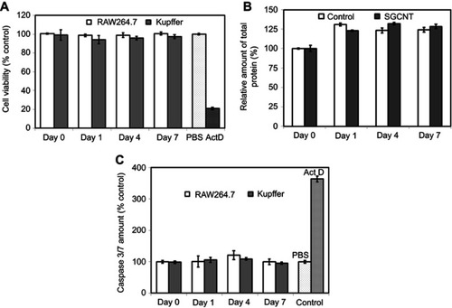 Figure 3 Cytotoxicity assay of RAW 264.7 and Kupffer cells. RAW 264.7 or Kupffer cells were incubated with SG-CNTs for 24 hrs and washed (Day 0). Cell viability was assessed after 1–7 days of further incubation without adding additional SG-CNTs to the medium. (A) WST-1 assay results. As a positive control, cells were exposed to 1 µg/mL Act D for 24 h. Data were normalized to the viability of control cells (non-CNT-treated) at each time point and represent the mean ± SD of five replicates. (B) Bradford assay results. The data were normalized to the protein concentration in control cells (non-CNT-treated) at Day 0 and represent the mean ± SD of five replicates. (C) Caspase 3/7 activity of RAW 264.7 and Kupffer cells. As a positive control, cells were treated with 1 µg/mL Act D for 3 h. Data were normalized to the activity in control cells (non-CNT-treated) at each time point and represent the mean ± SD of five replicates.Abbreviations: Act D, actinomycin D; SG-CNT, super-growth carbon nanotube.