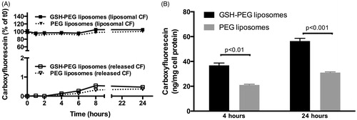 Figure 1. (A) Stability of liposomal CF formulations in culture medium at 37 °C. No difference in release was observed between GSH-PEG and PEG liposomes. Release reached a maximum of 0.5 ± 0.1% (GSH-PEG) and 0.4 ± 0.1% (PEG) of the total liposomal CF concentration after 24 h. (B) CF in cell lysates of RBE4 cells treated with liposomes. Liposomal CF levels were measured after release of CF from the liposomes in the lysates using isopropanol.